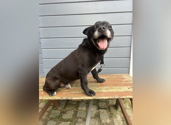 Lebensfroher Simon wartet in Portugal auf unserem Tierschutzhof