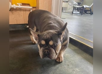 Beatrix sucht Bully Liebhaber