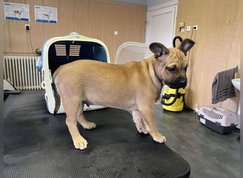 Devil, kleiner Bully Mix freut sich auf sein eigenes Körbchen