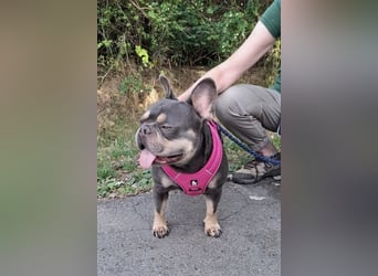 Todo, ein ganz feiner Bully