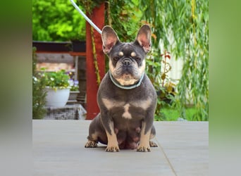 Beatrix sucht Bully Liebhaber