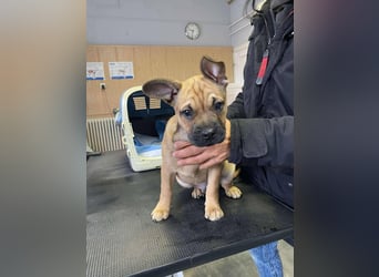 Devil, kleiner Bully Mix freut sich auf sein eigenes Körbchen