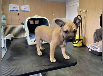 Devil, kleiner Bully Mix freut sich auf sein eigenes Körbchen