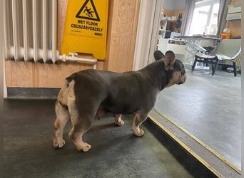 Beatrix sucht Bully Liebhaber