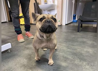 Frieda, kleine Kämpferin sucht Traumzuhause