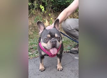 Todo, ein ganz feiner Bully