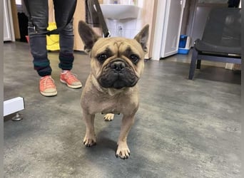 Frieda, kleine Kämpferin sucht Traumzuhause