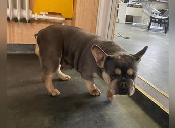 Beatrix sucht Bully Liebhaber