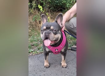 Todo, ein ganz feiner Bully