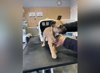 Devil, kleiner Bully Mix freut sich auf sein eigenes Körbchen