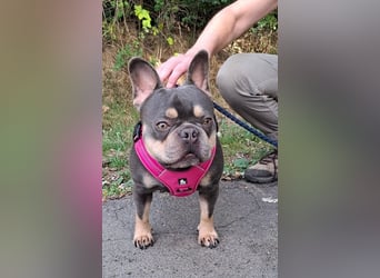 Todo, ein ganz feiner Bully