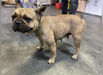 Frieda, kleine Kämpferin sucht Traumzuhause