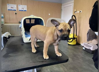 Devil, kleiner Bully Mix freut sich auf sein eigenes Körbchen