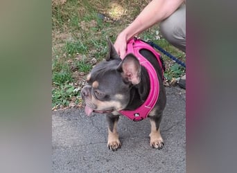 Todo, ein ganz feiner Bully