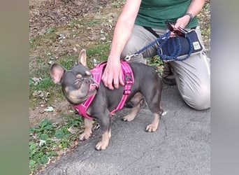 Todo, ein ganz feiner Bully