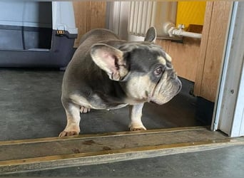 Beatrix sucht Bully Liebhaber