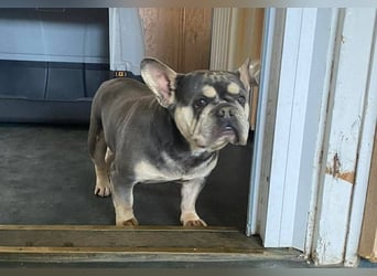 Beatrix sucht Bully Liebhaber