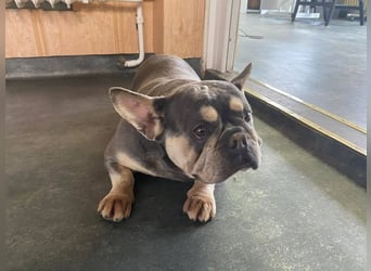 Beatrix sucht Bully Liebhaber