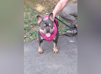 Todo, ein ganz feiner Bully