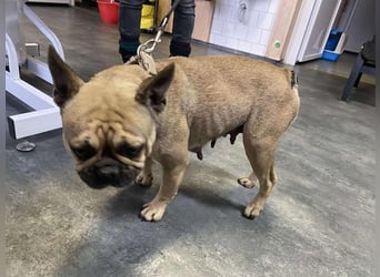 Frieda, kleine Kämpferin sucht Traumzuhause