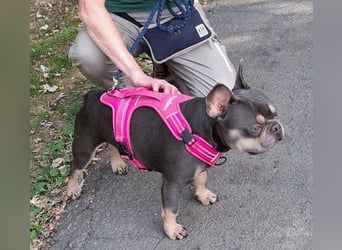 Todo, ein ganz feiner Bully