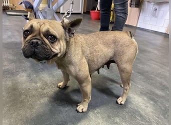 Frieda, kleine Kämpferin sucht Traumzuhause