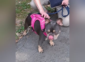 Todo, ein ganz feiner Bully