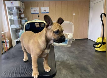 Devil, kleiner Bully Mix freut sich auf sein eigenes Körbchen