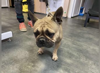 Frieda, kleine Kämpferin sucht Traumzuhause