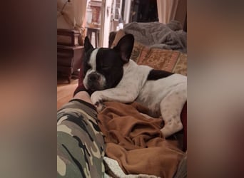 BOXI ❤️ SEHR EILIG! ***Vermittlungshilfe***  sucht Zuhause oder Pflegestelle