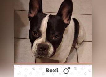 BOXI ❤️ SEHR EILIG! ***Vermittlungshilfe***  sucht Zuhause oder Pflegestelle