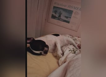 BOXI ❤️ SEHR EILIG! ***Vermittlungshilfe***  sucht Zuhause oder Pflegestelle