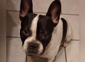 BOXI ❤️ SEHR EILIG! ***Vermittlungshilfe***  sucht Zuhause oder Pflegestelle