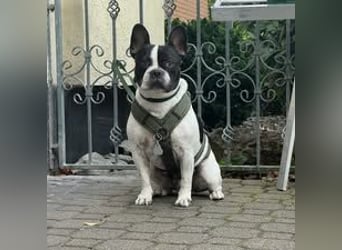 BOXI ❤️ SEHR EILIG! ***Vermittlungshilfe***  sucht Zuhause oder Pflegestelle