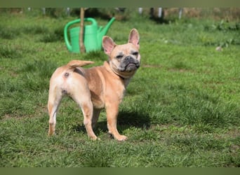 Alicent - aufgeweckte, freundliche Hündin, ein absoluter Traum