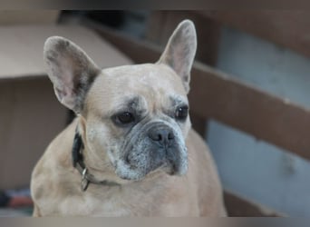 Alicent - aufgeweckte, freundliche Hündin, ein absoluter Traum