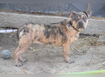 Milka - vorsichtige Hündin, mit Geduld und Liebe blüht sie auf