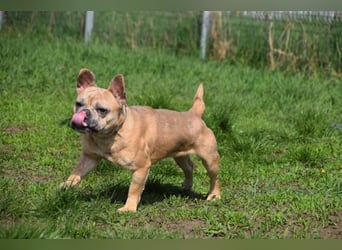 Alicent - aufgeweckte, freundliche Hündin, ein absoluter Traum