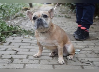 Alicent - aufgeweckte, freundliche Hündin, ein absoluter Traum