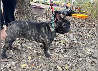 Rico - ein äußerst lustiger und freundlicher Rüde