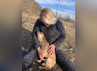 Alicent - aufgeweckte, freundliche Hündin, ein absoluter Traum