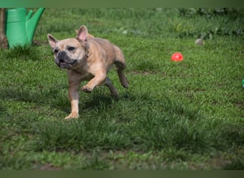Alicent - aufgeweckte, freundliche Hündin, ein absoluter Traum