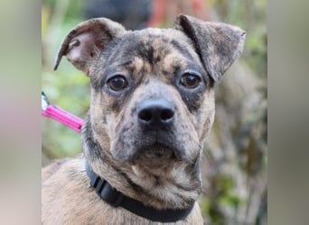 Milka - vorsichtige Hündin, mit Geduld und Liebe blüht sie auf