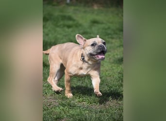 Alicent - aufgeweckte, freundliche Hündin, ein absoluter Traum