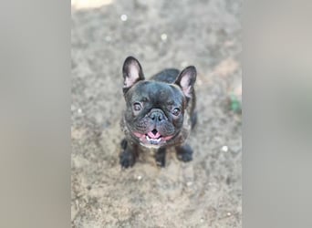 Rico - ein äußerst lustiger und freundlicher Rüde