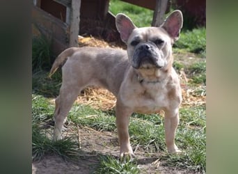 Alicent - aufgeweckte, freundliche Hündin, ein absoluter Traum