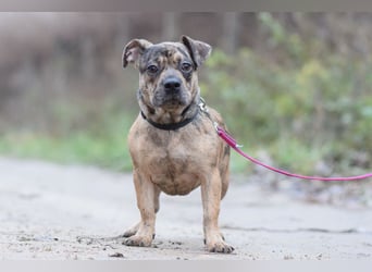 Milka - vorsichtige Hündin, mit Geduld und Liebe blüht sie auf