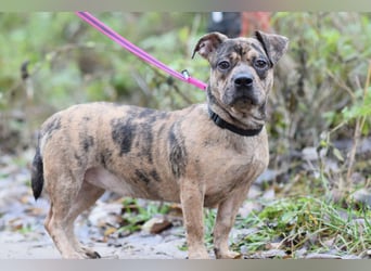 Milka - vorsichtige Hündin, mit Geduld und Liebe blüht sie auf