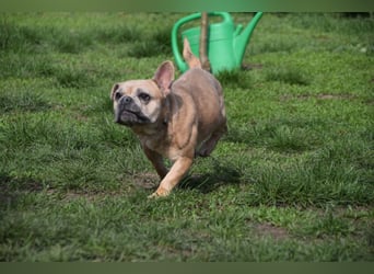 Alicent - aufgeweckte, freundliche Hündin, ein absoluter Traum