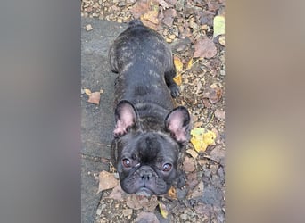 Rico - ein äußerst lustiger und freundlicher Rüde